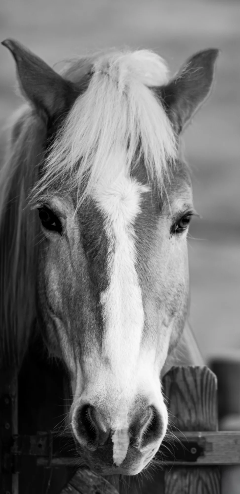 Cavallo in primo piano
